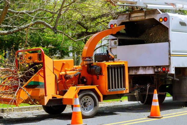 How Our Tree Care Process Works  in  Somerset, OH